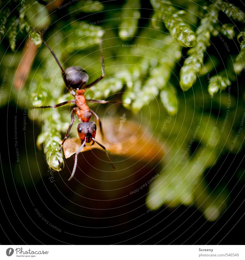 Waldarbeiter des Monats Pflanze Tier Moos Wildpflanze Ameise 1 krabbeln klein stark Kraft fleißig Farbfoto Außenaufnahme Makroaufnahme Menschenleer