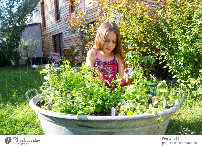 Mädchen pflanzt Kräuter in Zinkkübel im Garten pflanzen anpflanzen Pflanzensetzen weiblich Kraeuter Kraut einpflanzen Wanne Wannen Bottich Gärten Gaerten Kind
