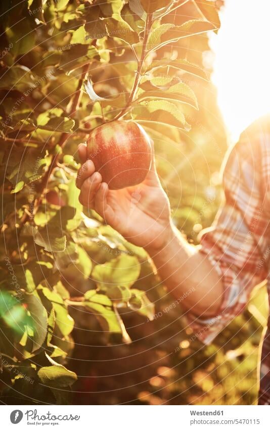 Apfel von Hand vom Baum pflücken Job Berufe Berufstätigkeit Beschäftigung Jobs ernten Essen Essen und Trinken Food Lebensmittel Nahrungsmittel Früchte Aepfel