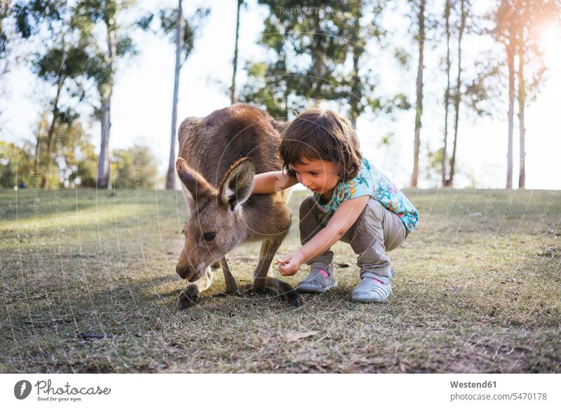 Australien, Brisbane, kleines Mädchen füttert Känguru füttern Kängurus Kaenguruh Kaenguruhs Macropodidae Kaengurus Känguruh Känguruhs weibliche Babys