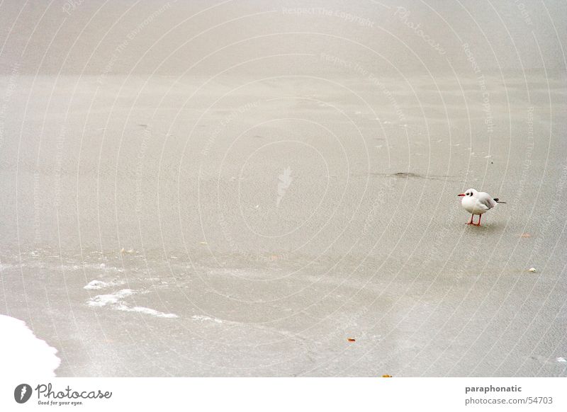 Einsamer Vogel kalt Schlamm gefroren Park Winter See Eisvögel Einsamkeit Trauer Außenaufnahme Schnee Fluss Single
