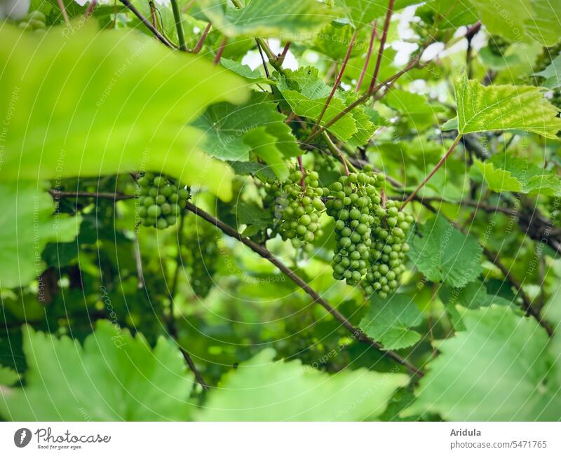 Grüne, unreife Trauben hängen an einem wilden Weinstock Rebe Weinrebe Weintrauben Weinberg Weinbau Natur Pflanze grün Ernte Biologische Landwirtschaft Weinblatt