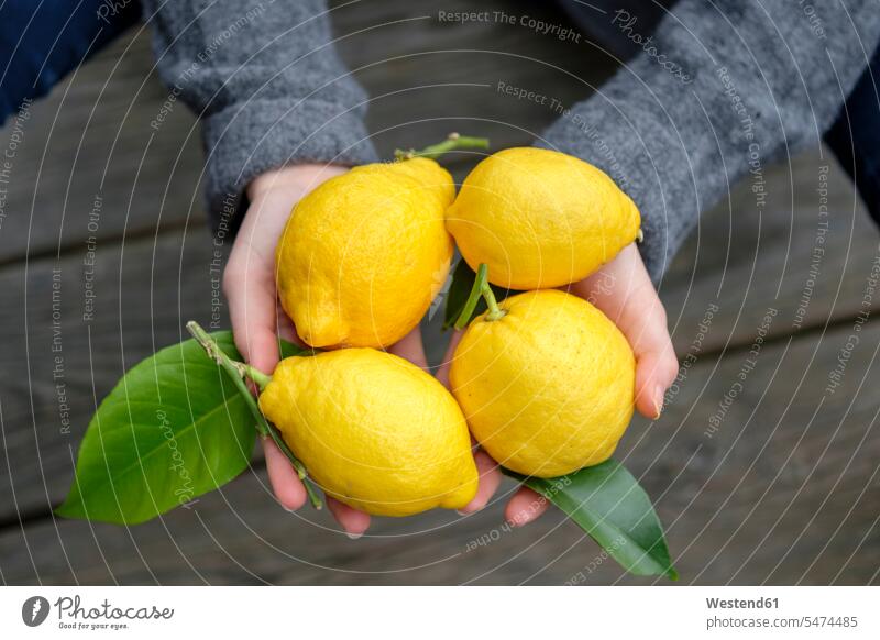 Hände halten vier Zitronen, Nahaufnahme Hand Zitrusfrucht Zitrusfruechte Zitrusfrüchte Obst Früchte Essen Food Food and Drink Lebensmittel Essen und Trinken