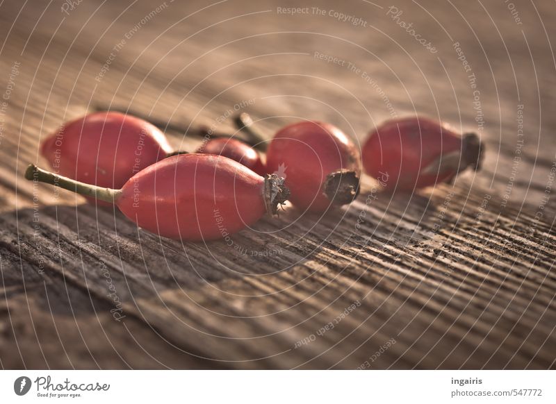 Herbstliches Stillleben Tee Hagebuttentee Gesundheit Gesunde Ernährung Pflanze Frucht Früchtetee Beeren Holz leuchten braun rot Zufriedenheit Erntedankfest