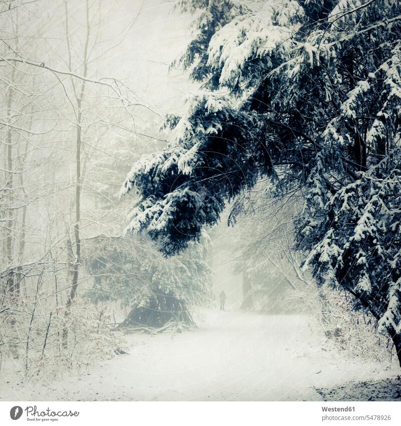 Wald im Winter bei Wuppertal, Mann auf Waldweg wandern Wanderung Waldwege geheimnisvoll mystisch Melancholie Schwermut melancholisch wehmütig Wehmut schwermütig