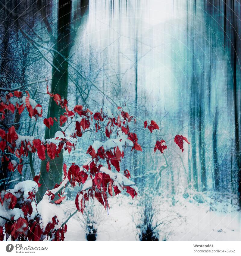 Deutschland, Nordrhein-Westfalen, Wuppertal, Rote Äste in schneebedecktem Wald Außenaufnahme außen draußen im Freien Tag Tageslichtaufnahme Tageslichtaufnahmen