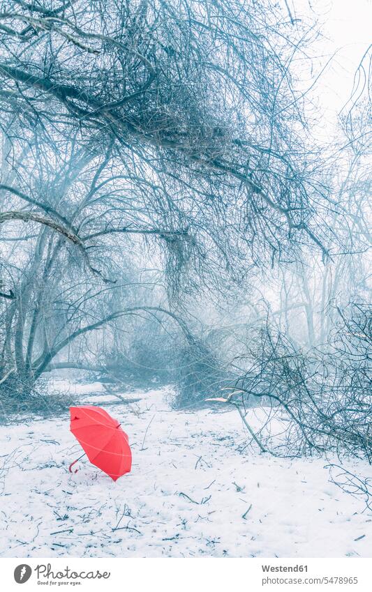 Roter Regenschirm auf schneebedecktem Land im Wald Farbaufnahme Farbe Farbfoto Farbphoto Außenaufnahme außen draußen im Freien Tag Tageslichtaufnahme