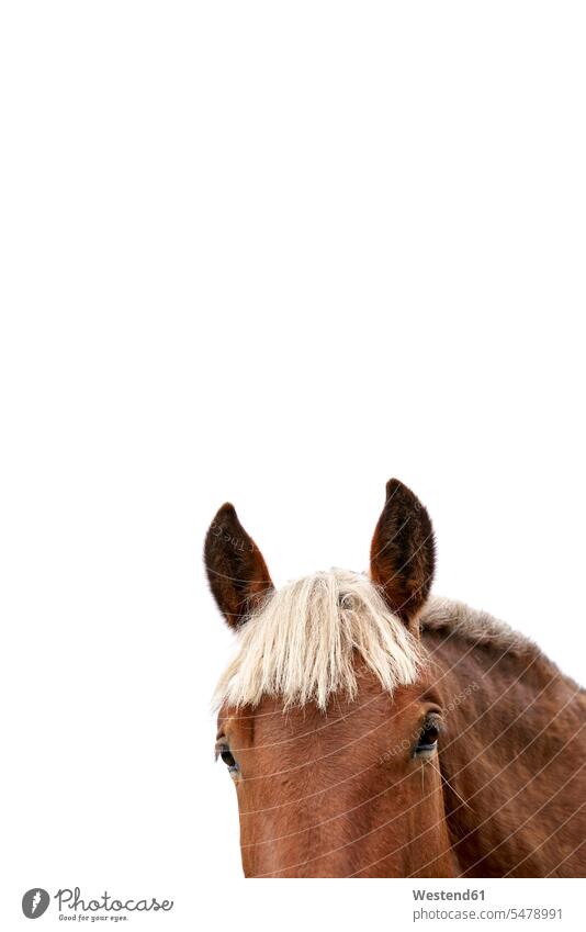 Kopf eines Pferdes vor weißem Hintergrund, Teilansicht hoeren außen draußen im Freien close up close ups close-up close-ups Großaufnahme Nahaufnahmen am Tag