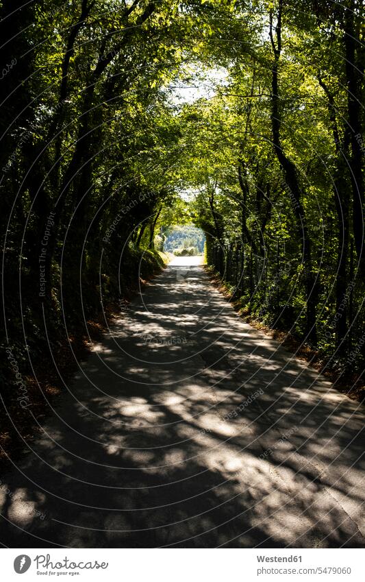 Bäume werfen Schatten entlang der leeren Asphaltstraße Außenaufnahme außen draußen im Freien Tag Tageslichtaufnahme Tageslichtaufnahmen Tagesaufnahme am Tag