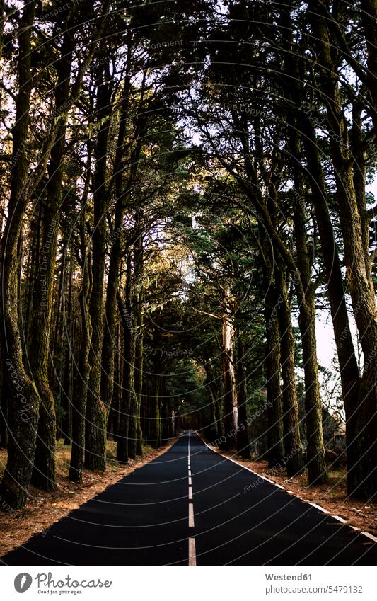 Spanien, Teneriffa, Baumgesäumte Landstraße Kanarische Inseln Kanaren Islas Canarias Außenaufnahme außen draußen im Freien Landschaft Landschaften Natur Wald