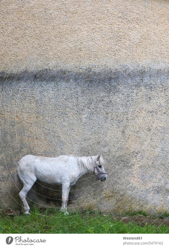Österreich, Pferd vor der Hauswand ein Tier 1 Ein Tier einzeln eins Einzelnes Tier Monotonie weiß weiße weiss weißes weißer stehen stehend steht Gras Gräser