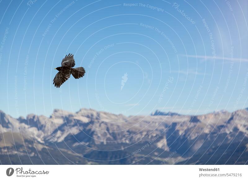 Italien, Dolomiten, fliegende Alpendohle, Pyrrhocorax graculus Weite Textfreiraum weit Flug Flüge Fluege Wildleben wildlife Naturpark Seiseralm Alpe di Siussi