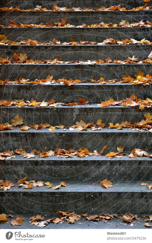 Deutschland, Steinstufen mit herabgefallenem Herbstlaub bedeckt Außenaufnahme außen draußen im Freien Tag Tageslichtaufnahme Tageslichtaufnahmen Tagesaufnahme