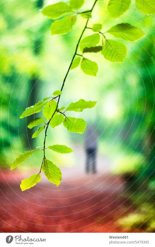 Deutschland, Nahaufnahme eines grünen Baumastes Außenaufnahme außen draußen im Freien Tag Tageslichtaufnahme Tageslichtaufnahmen Tagesaufnahme am Tag