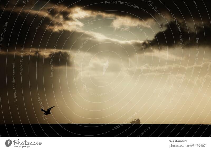 Israel, Möwe fliegt bei Sonnenuntergang Staat Israel Wildleben wildlife Silhouette Umrisse Gegenlicht Kontur Silhouetten Schattenbilder Umriß Konturen ein Tier