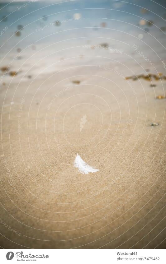 Weiße Feder auf Sandstrand liegend Travel außen draußen im Freien vergänglich Nordjuetland Nordjylland am Tag Tagesaufnahme Tagesaufnahmen Tageslicht