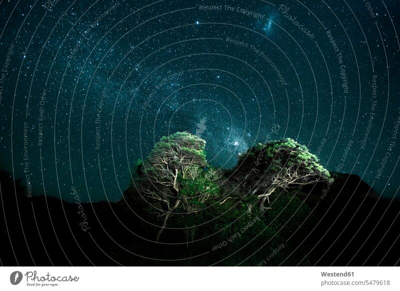 Sternenhimmel über beleuchteten Bäumen bei Nacht Außenaufnahme außen draußen im Freien Baum Pflanze Pflanzen Flora Pflanzenwelt Himmel Natur Neuseeland dunkel