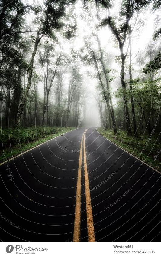 USA, Virginia, leerer Blue Ridge Parkway bei Nebel Reise Travel gelbe Linie gelbe Linien Unheimlich Unheimlichkeit Nationalpark Nationalparks Baum Bäume Baeume