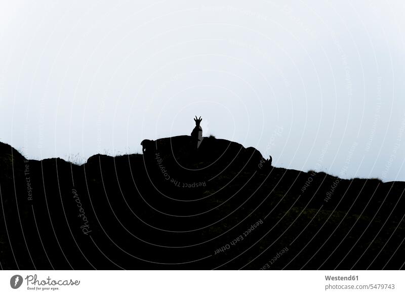 Schweiz, Lac de Cheserys, Silhouette eines Alpensteinbocks auf einem Felsen Niemand Berglandschaft Berglandschaften Textfreiraum Umrisse Gegenlicht Kontur