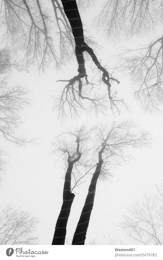 Deutschland, Blick auf entblößte Baumwipfel im Nebel Baeume Bäume blattlos ohne Blätter ohne Blaetter Landkreis Konstanz wolkenlos Textfreiraum ohne Wolken