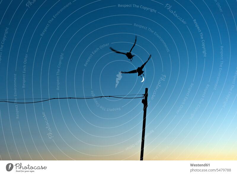 Silhouette von zwei fliegenden Vögeln gegen blauen Himmel mit Halbmond Vogel Aves Voegel Umriß Gegenlicht Schattenbilder Silhouetten Konturen Umriss Umrisse