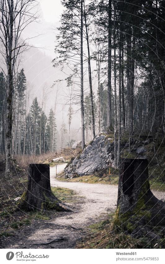Deutschland, Bayern, Ramsau, Waldweg Berchtesgadener Land Ruhe Beschaulichkeit ruhig Waldwege ländliches Motiv nicht städtisch Baumstumpf Baumstuempfe