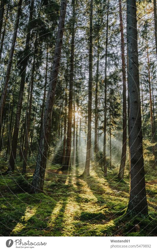 Sonnenstrahlen durch die Bäume im Wald Farbaufnahme Farbe Farbfoto Farbphoto Außenaufnahme außen draußen im Freien Deutschland Tag Tageslichtaufnahme