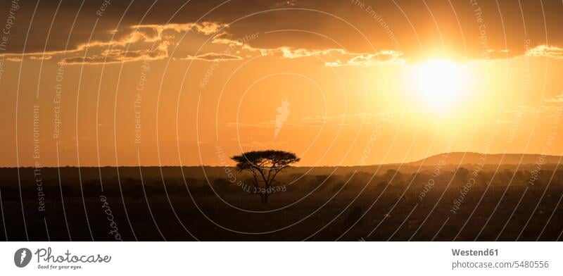 Namibia, Kunene Region, Sonnenuntergang Abend abends kontraststark kontrastreich Baum Bäume Baeume Abgeschiedenheit Einsamkeit abgeschieden Ruhe Beschaulichkeit