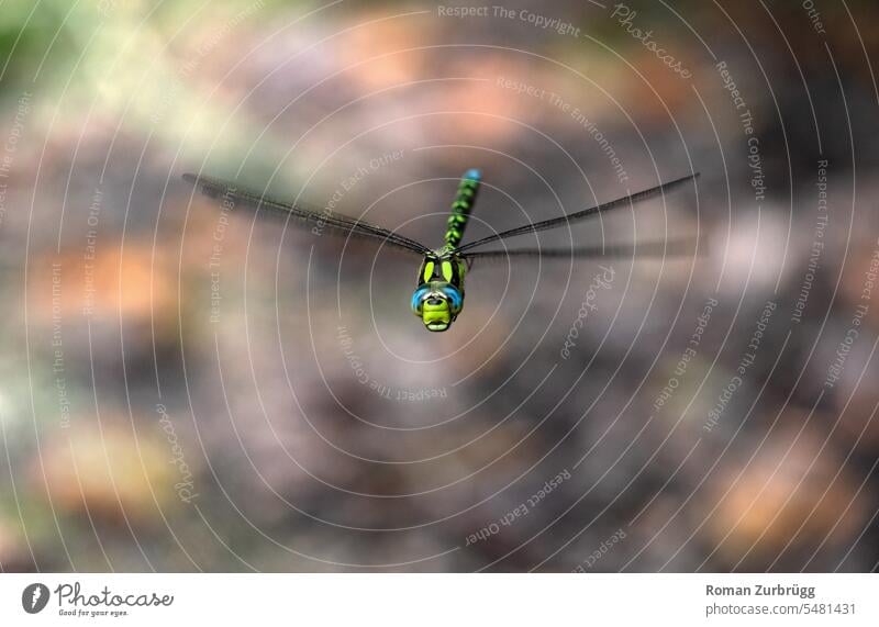 Libelle im Flug lächelt in die Kamera Insekt Flügel Tier Nahaufnahme Tierporträt Tag Libellenflügel schweben fliegen Augen Libellenaugen flügelschlag blau grün