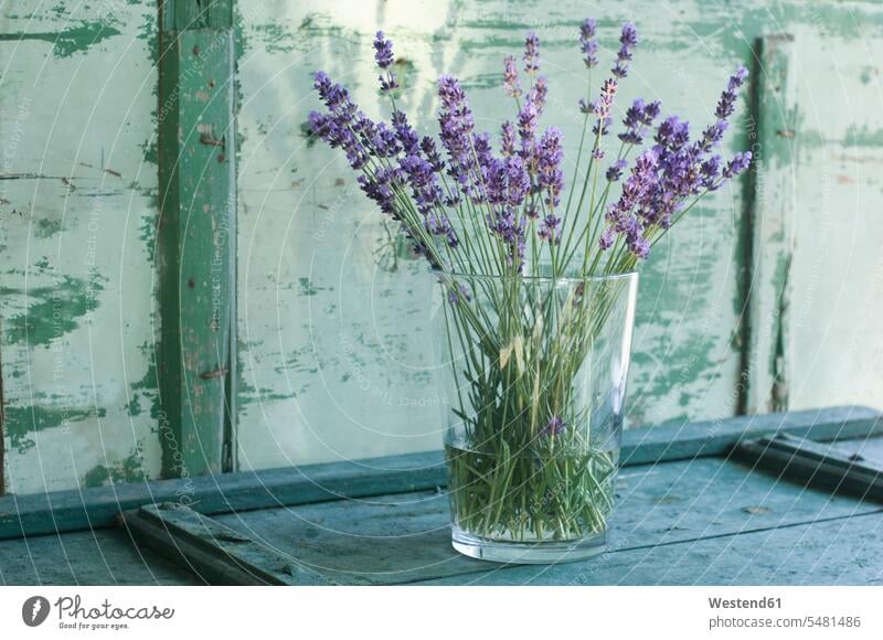 Lavendelstrauß in einer Blumenvase lila lilafarben violett Lavandula Wellness Gesundheit Blüte Glas Gläser Bluete Blueten Blütenkopf blühen Lavendelblüte