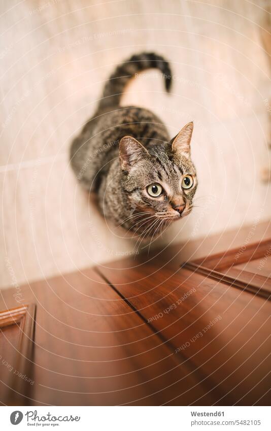 Porträt einer gestromten Katze, die zu Hause vor einer Tür wartet Katzen Draufsicht Vogelperspektive von oben Aufsicht ein Tier 1 Einzelnes Tier eins einzeln