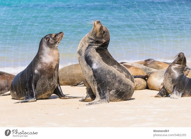 Ecuador, Galapagos-Inseln, Santa Fe, Paarung von Galapagos-Seelöwen am Strand Natur Pazifischer Ozean Stiller Ozean Pazifik Sandstrand Sandstrände Sandstraende