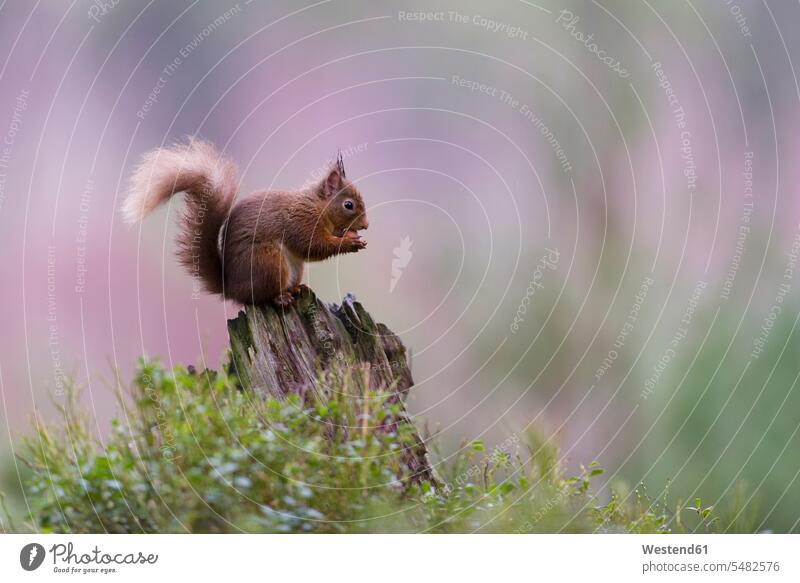Rotes Eichhörnchen auf Totholz Schottland Eichhoernchen Sciurus vulgaris ein Tier 1 Einzelnes Tier eins einzeln Männchen machen Tothoelzer Tothölzer Tierwelt