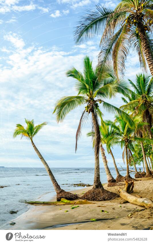 Costa Rica, Limon, Puerto Viejo, Chiquita-Strand Beach Straende Strände Beaches Wolke Wolken Ruhe Beschaulichkeit ruhig Chiquita Beach Palme Palmen Idylle