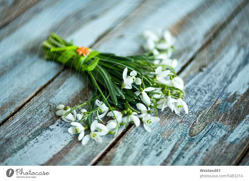 Ein Haufen Schneeglöckchen auf Holz Galanthus Niemand zusammengebunden zugebunden hölzern Blume Blumen Blüte hoelzern Bluete Blueten Blütenkopf blühen