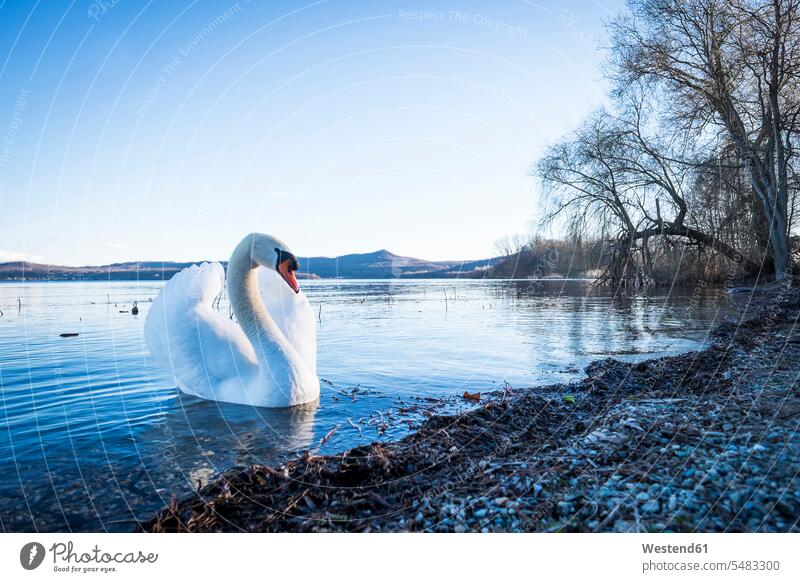 Höckerschwan auf einem italienischen See Stimmung stimmungsvoll Tag am Tag Tageslichtaufnahme tagsueber Tagesaufnahmen Tageslichtaufnahmen tagsüber Seen