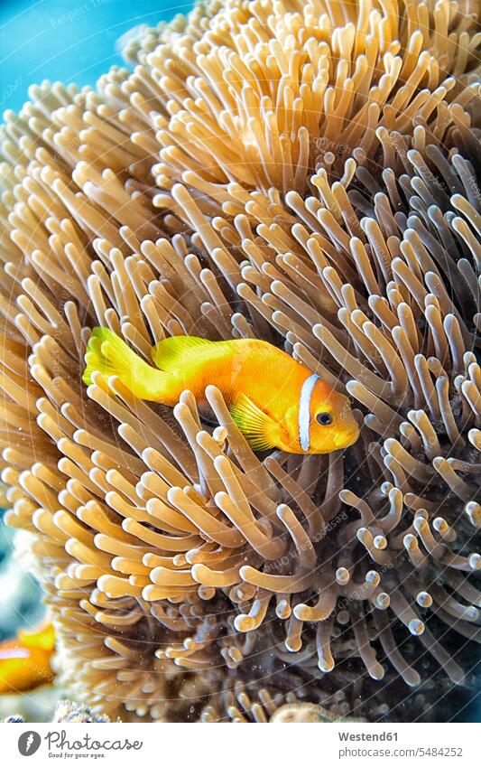 Malediven, Indischer Ozean, Malediven-Anemonenfisch Amphiprioninae Anemonenfische Meer Meere Seeanemone Actiniaria Seeanemonen Reise Travel leuchtende Farbe