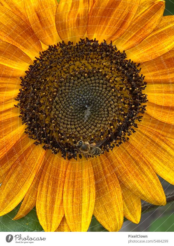 Sonnenblume Blume Blüte Natur Farbfoto Sommer gelb schön Nutzpflanze Pflanze grün