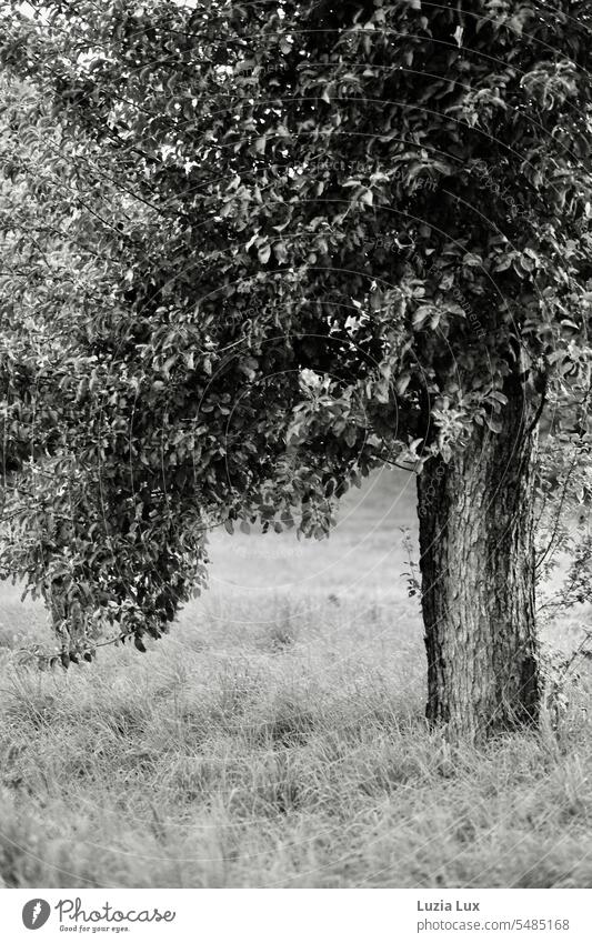 Alter Baum mit überhängenden Ästen, dichtes Laub in sw Natur Blätter Zweige u. Äste Äste und Zweige üppig stark schön Stamm Fülle Schwarzweißfoto schwarzweiß