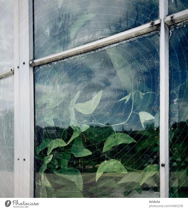 Grünpflanze hinter einer Fensterscheibe mit weißem Rahmen und Wassertropfen an der Scheibe Pflanze Gewächshaus Glas Schribe Schwitzwasser Glasscheibe Gärtnerei