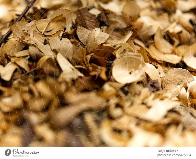 Nahaufnahme von vielen runden Holzspänen Hobelspäne beige braun gehobelt zum Anzünden von Feuer anzünden entzünden Holzabfall Natur natürlich Außenaufnahme