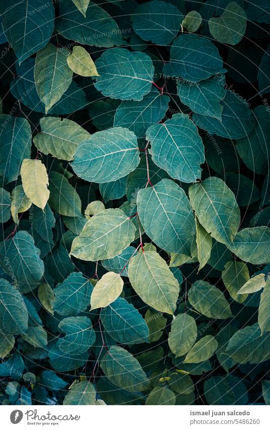 grüner japanischer staudenknöterich im garten, fallopia japonica Pflanze Blätter Blatt grüne Pflanze grüne Blätter grünes Blatt grüner Hintergrund