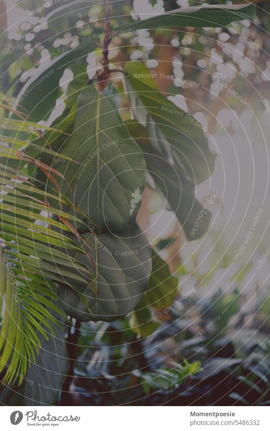 Pflanzen Palme tropisch Natur Blatt Sommer grün exotisch Farbfoto Baum Menschenleer Palmenwedel Ferien & Urlaub & Reisen Tourismus Sonnenlicht Blattadern
