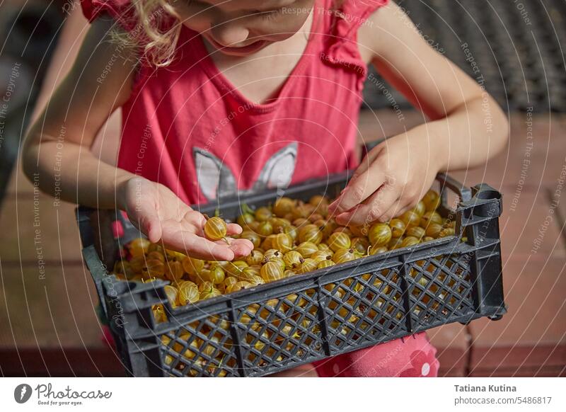 Das Mädchen sortiert Stachelbeeren in einer Kiste. Das Konzept des Erntens. Lebensmittel reif Vitamin organisch Buchse Gesundheit Pflanze süß Nahaufnahme
