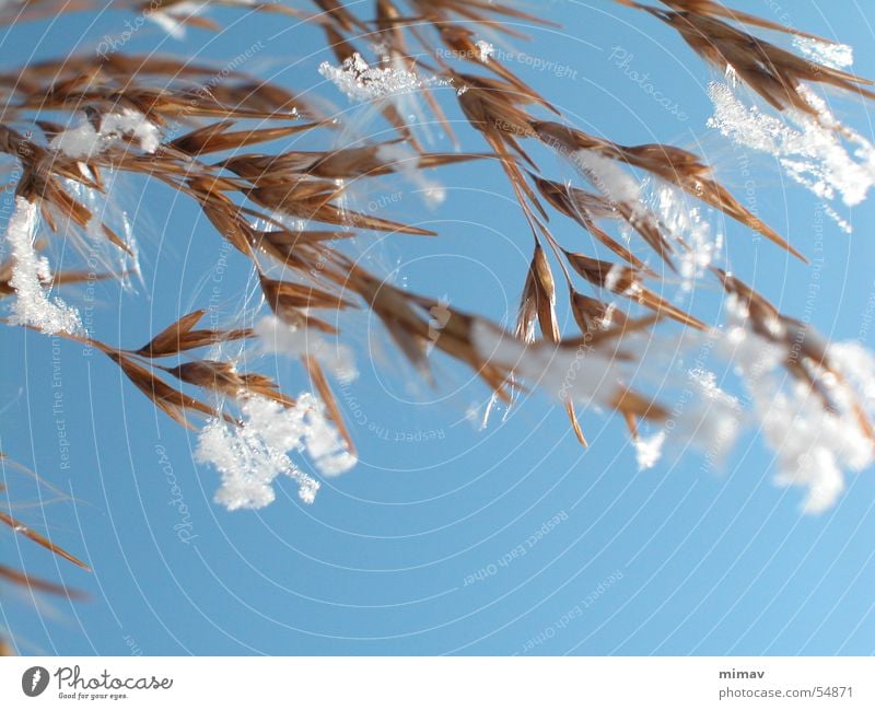 Spinnwebenreifhafer Hafer Schneeflocke Spinnennetz zart braun zerbrechlich weich Winter Nähgarn Himmel blau Wind Sonne blue