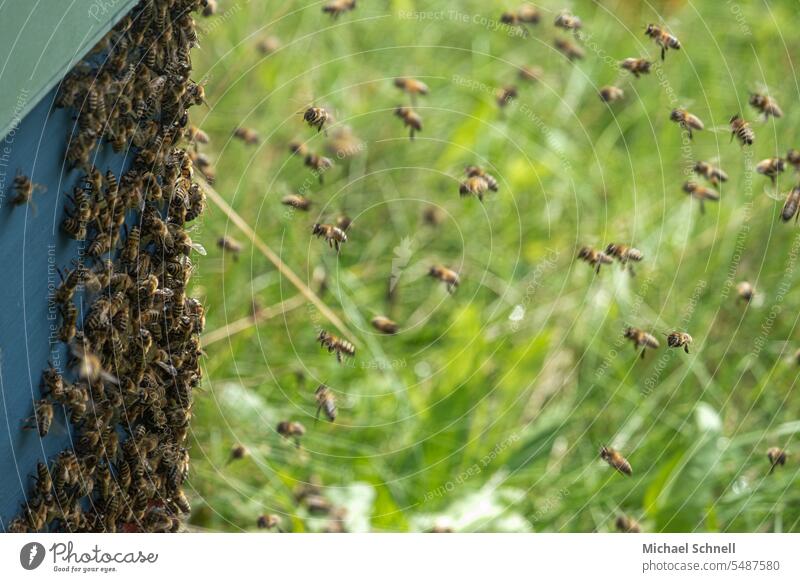 Bienen an einer Bienenbeute Bienenstock Bienenzucht Imker imkern Insekten Honigbiene Bienenkorb Lebensmittel Arbeit & Erwerbstätigkeit fleißig Fleiß
