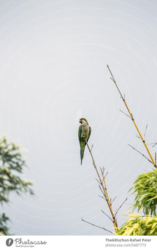 Papagei sitzt auf Ast Vogel Bambus Gefieder fliegen Tier Schnabel Flügel Natur Feder Außenaufnahme Himmel Spannweite