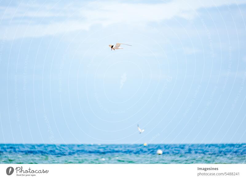 Seeschwalben fliegen über den blauen, idyllischen Ozean Meer Küste Wasser Natur Vogel Farbfoto Strand Menschenleer Tier Wildtier im Freien oben Tierthemen