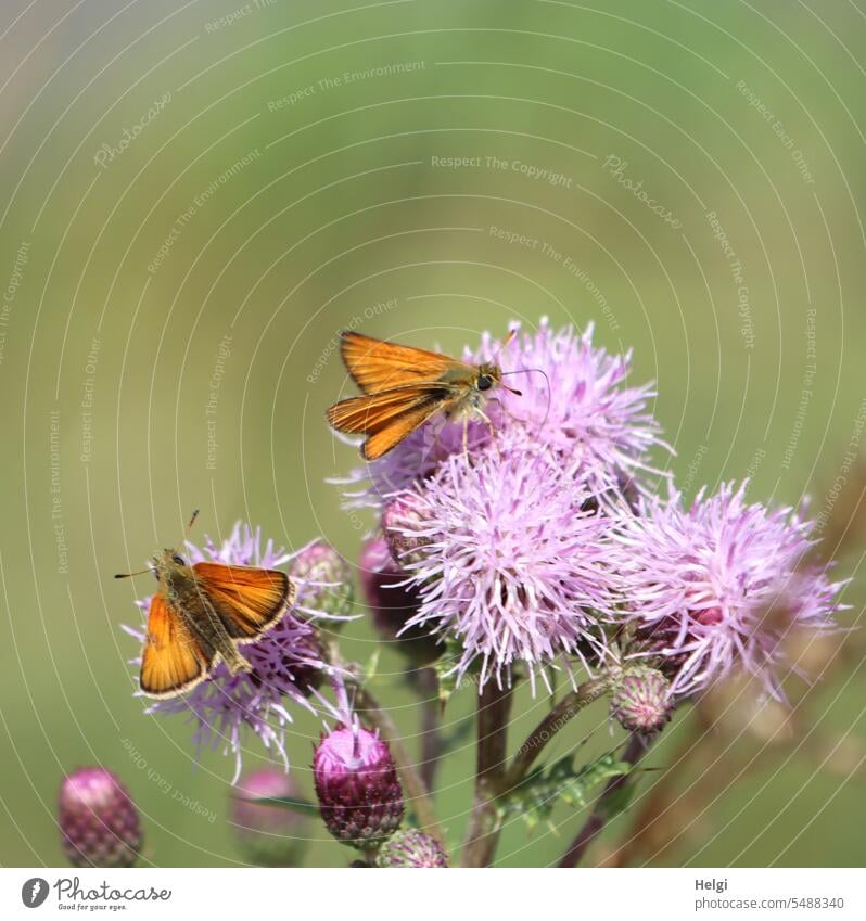 zwei rostfarbige Dickkopffalter auf einer Kratzdistel Falter Schmetterling Tagfalter rostfarbiger Dickkopffalter Ochlodes sylvanus Insekt rostbraun Sommer