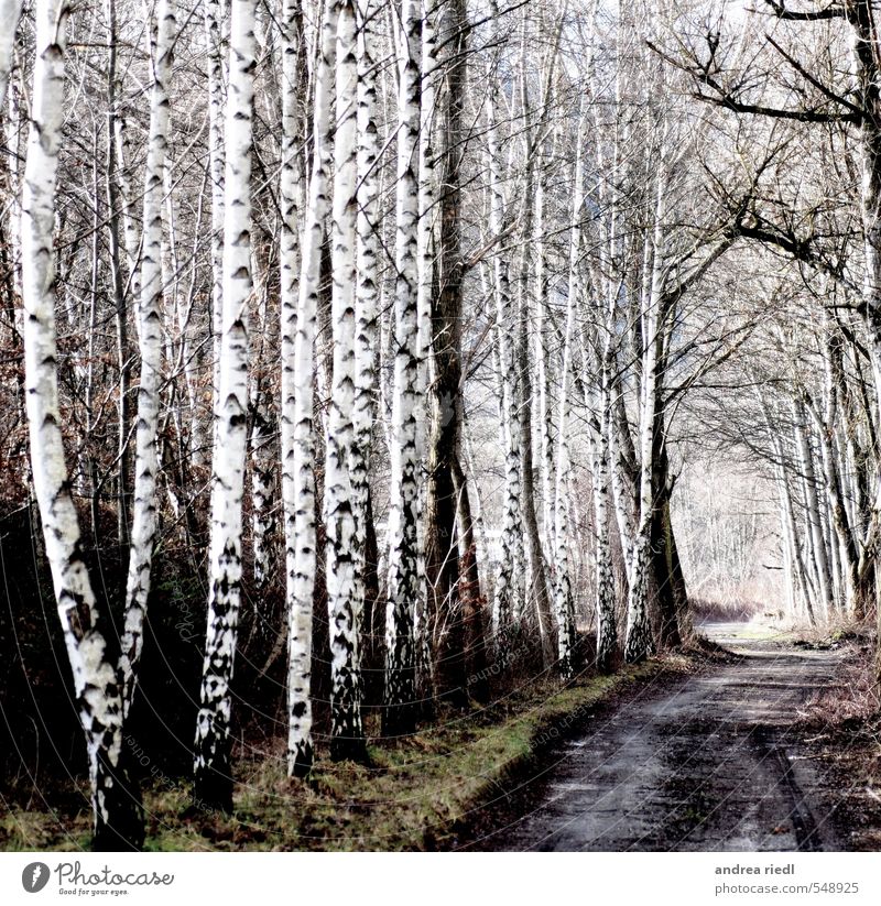 Birkenhain Umwelt Natur Landschaft Herbst Winter Pflanze Baum Gras Park Wiese Wald Menschenleer Wege & Pfade Holz Erholung Liebe positiv grau grün schwarz